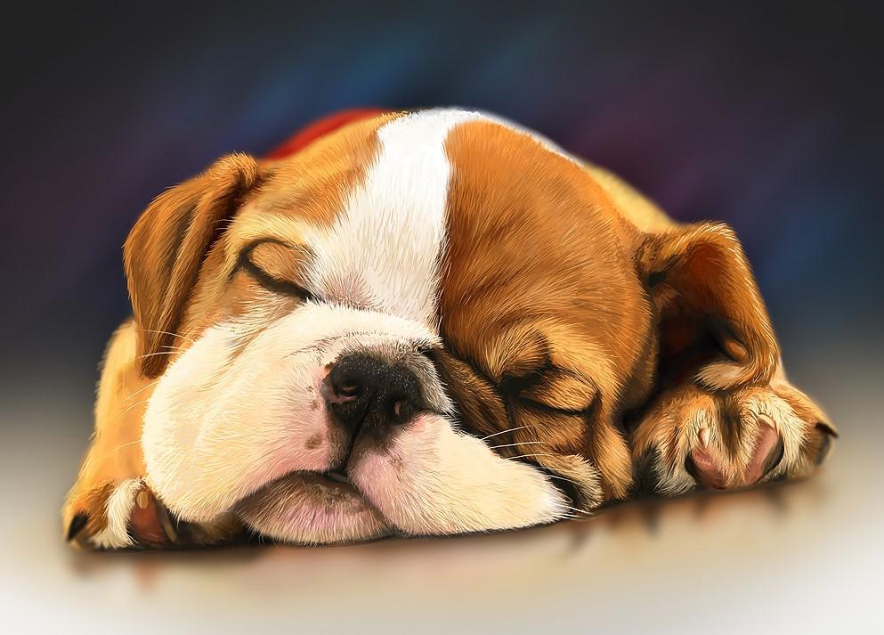 Digital Pet Portrait Signature Arts